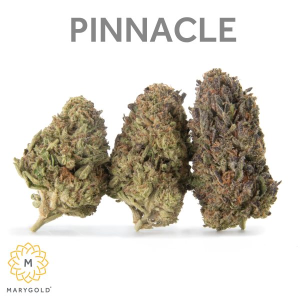 Marygold - Pinnacle (H) 14g