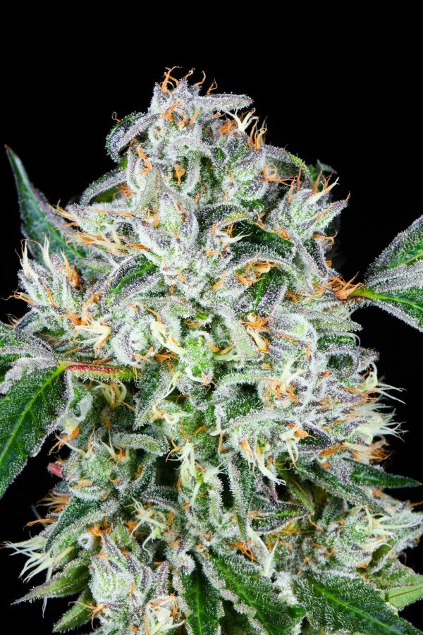 Seven Leaves - Grease Monkey - (I) 3.5g - Image 2