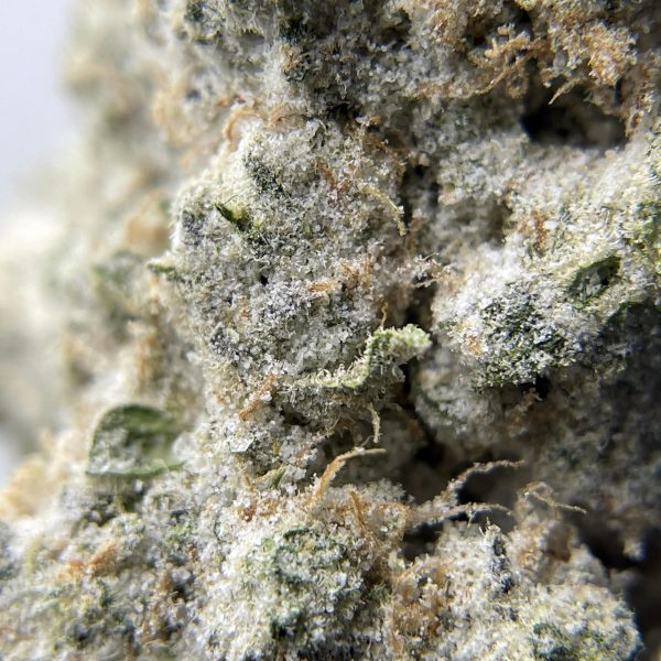 BLACK PEARL - Cereal Milk - (H) 3.5g