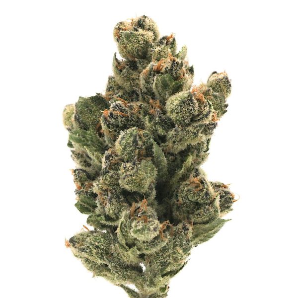 Quiet Kings - Pink Certz - (I) 28g