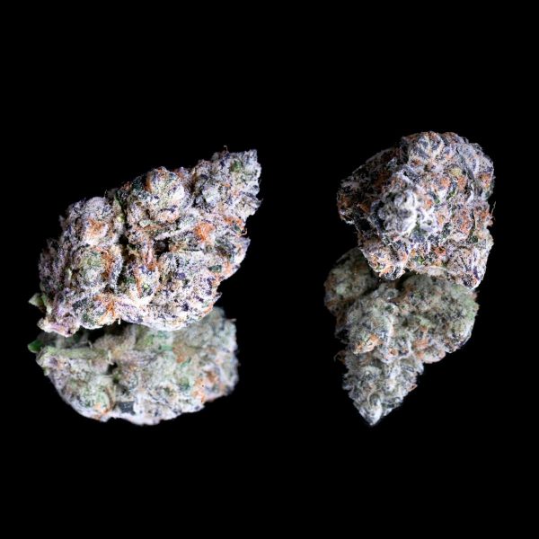 Maven - Shangri La - 5 Pack - Pre Roll - (H) 2.5g - Image 2